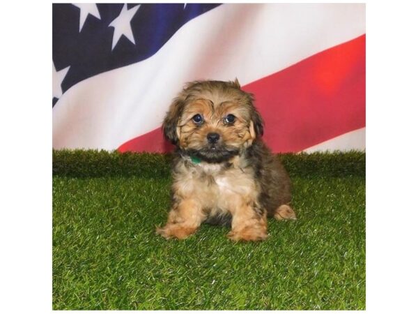 Yorkinese-DOG-Male-Gold-21132-Petland Batavia, Illinois