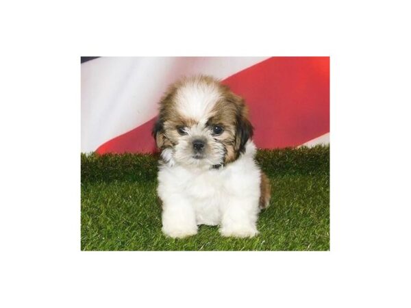 Shih Tzu DOG Female Gold / White 20887 Petland Batavia, Illinois