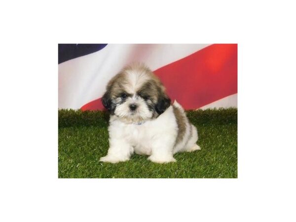 Shih Tzu-DOG-Male-Gold / White-21130-Petland Batavia, Illinois