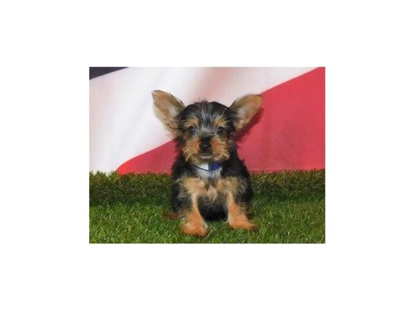 Yorkshire Terrier DOG Female Black / Tan 21131 Petland Batavia, Illinois