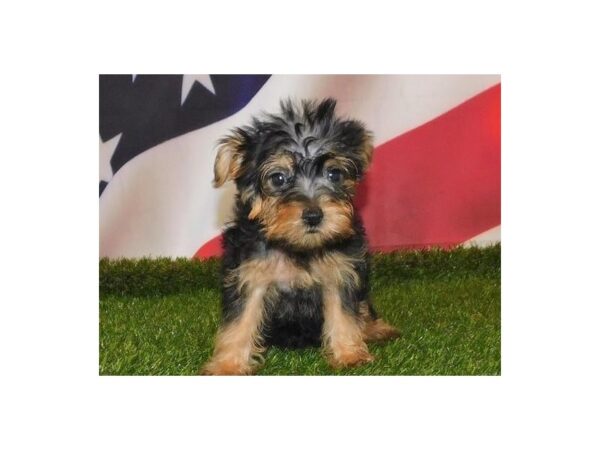 Morkie DOG Female Black / Tan 12942 Petland Batavia, Illinois