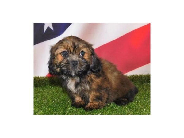 Shih Tzu DOG Male Red Gold 12941 Petland Batavia, Illinois