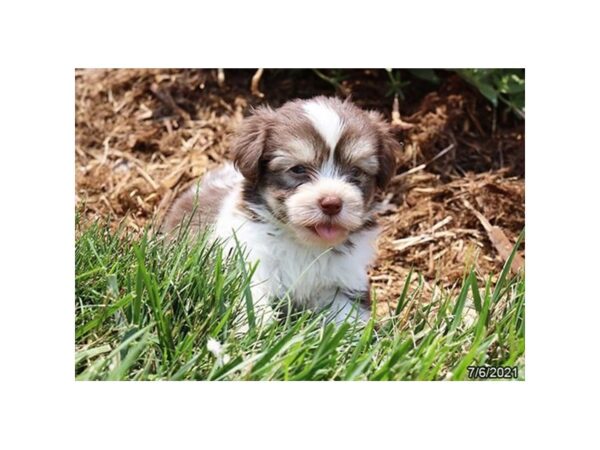 Havanese-DOG-Male-Chocolate / White-20894-Petland Batavia, Illinois