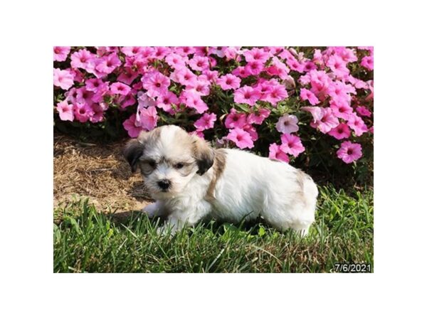 Coton De Tulear-DOG-Male-Brown / White-20893-Petland Batavia, Illinois