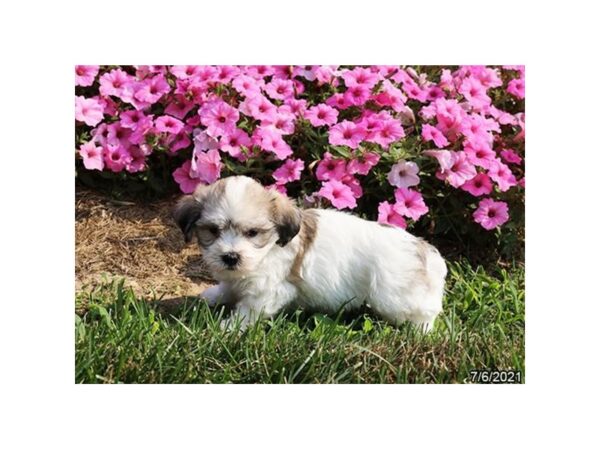 Coton De Tulear DOG Male Brown / White 20893 Petland Batavia, Illinois