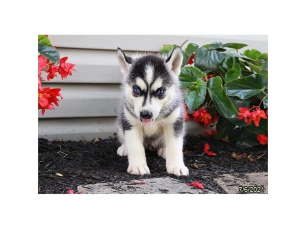 Siberian Husky DOG Male Black / White 20892 Petland Batavia, Illinois