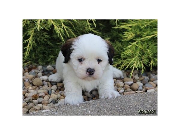 Lhasa Apso DOG Male White 20889 Petland Batavia, Illinois