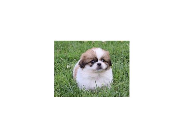 Pekingese DOG Male Brown / White 20890 Petland Batavia, Illinois