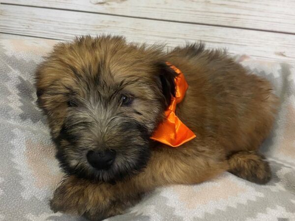 Soft Coated Wheaten Terrier-DOG-Male-Wheaten, Black Mask-21133-Petland Batavia, Illinois
