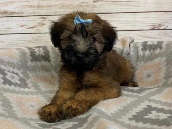 Soft Coated Wheaten Terrier-DOG-Female-Wheaten, Black Mask-21134-Petland Batavia, Illinois