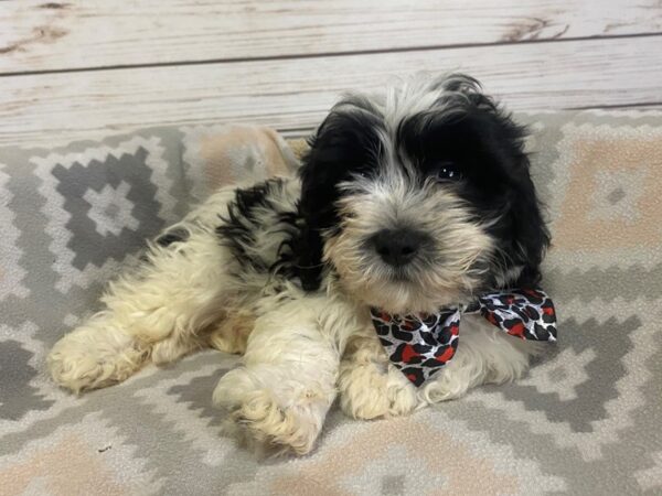 Teddy Bear DOG Male White / Black 21136 Petland Batavia, Illinois