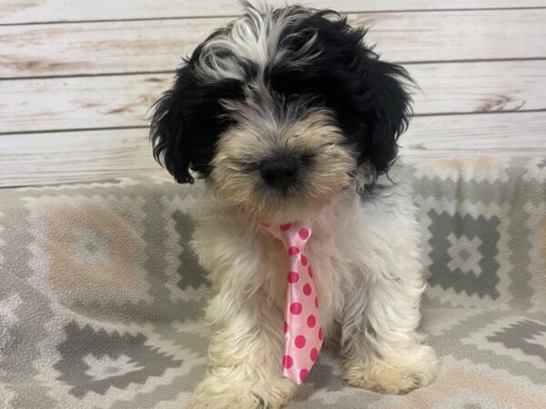 Teddy Bear-DOG-Male-White / Black-21137-Petland Batavia, Illinois