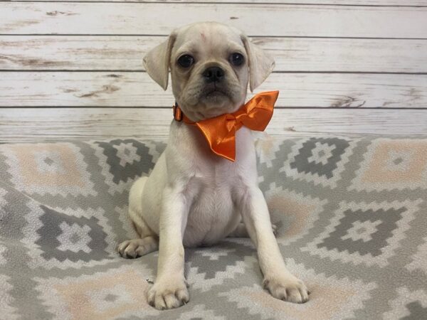 Puggle DOG Male White 21135 Petland Batavia, Illinois