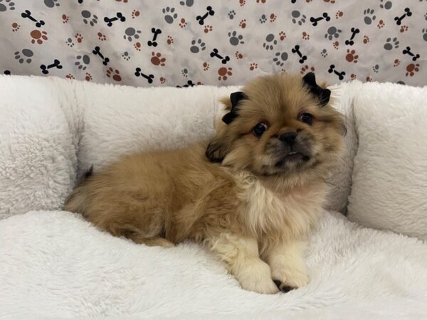 Pekingese DOG Female Fawn 12945 Petland Batavia, Illinois