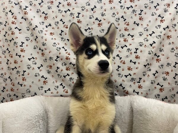 Siberian Husky DOG Female Black / White 12946 Petland Batavia, Illinois