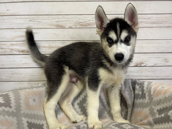 Siberian Husky DOG Male Black / White 21141 Petland Batavia, Illinois