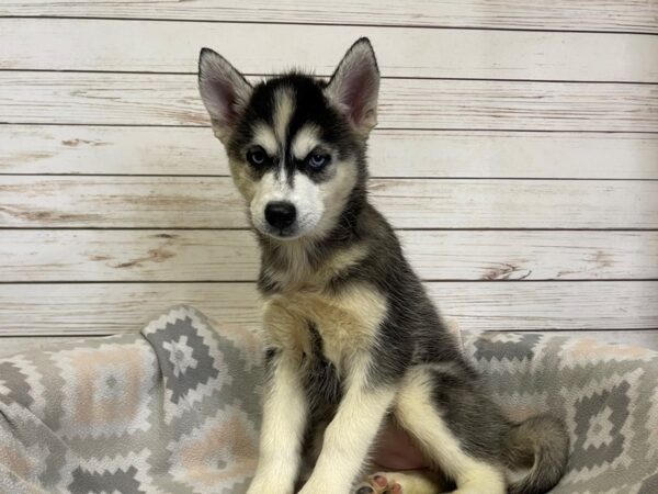 Siberian Husky DOG Female Black / White 21140 Petland Batavia, Illinois