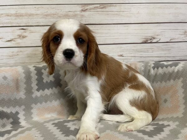 Cavalier King Charles Spaniel-DOG-Male-Blenheim-21139-Petland Batavia, Illinois