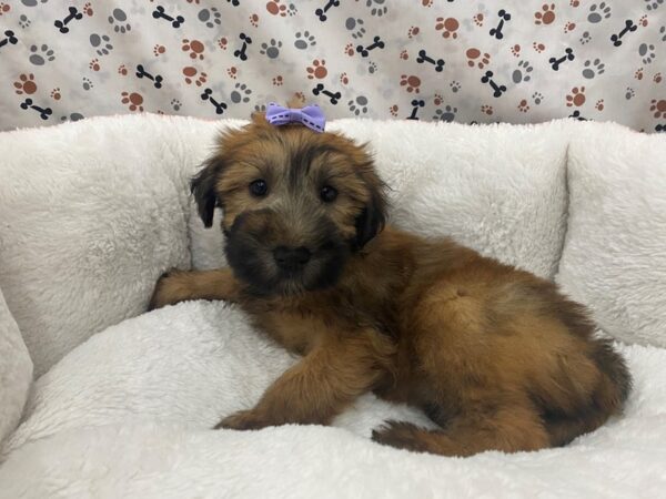 Soft Coated Wheaten Terrier DOG Female Wheaten, Black Mask 12948 Petland Batavia, Illinois