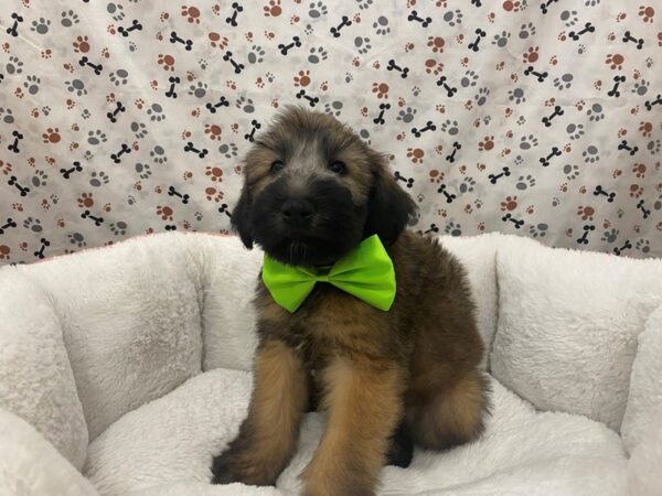 Soft Coated Wheaten Terrier-DOG-Male-Wheaten, Black Mask-12949-Petland Batavia, Illinois