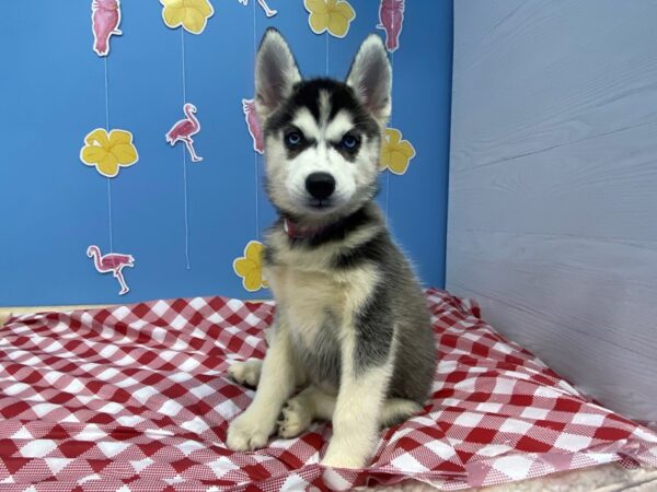 Siberian Husky DOG Female Black / White 20891 Petland Batavia, Illinois