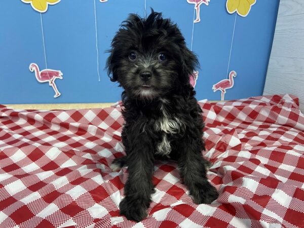 Chin-A-Poo-DOG-Female-Black-20895-Petland Batavia, Illinois
