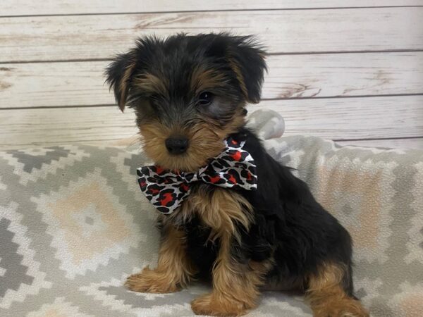 Yorkshire Terrier-DOG-Male-Black / Gold-21138-Petland Batavia, Illinois