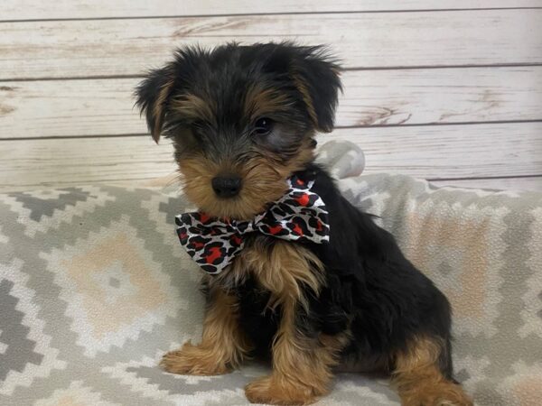 Yorkshire Terrier DOG Male Black / Gold 21138 Petland Batavia, Illinois