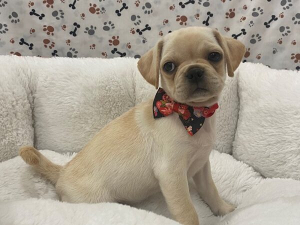 Puggle DOG Female White 12951 Petland Batavia, Illinois