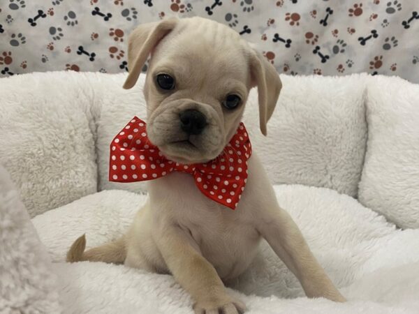 Puggle DOG Male White 12950 Petland Batavia, Illinois