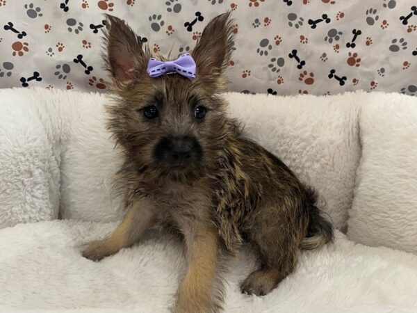 Cairn Terrier DOG Female Wheaten 12944 Petland Batavia, Illinois