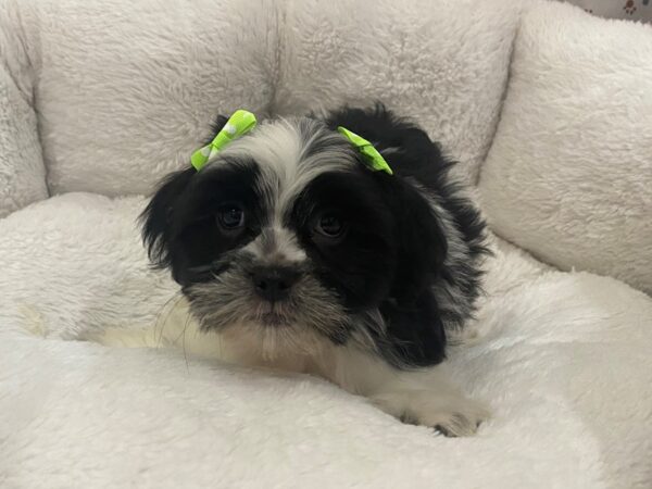 Hava Tzu-DOG-Female-Black and White-12931-Petland Batavia, Illinois