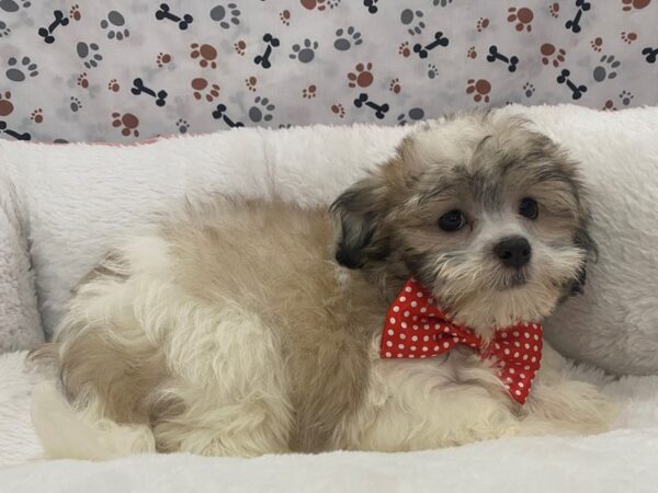 Hava Tzu-DOG-Male-Apricot, Black and White Markings-12929-Petland Batavia, Illinois