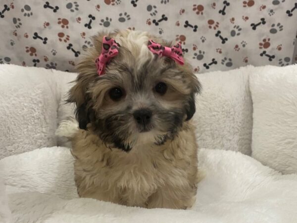 Hava Tzu-DOG-Female-Apricot, Black and White Markings-12930-Petland Batavia, Illinois