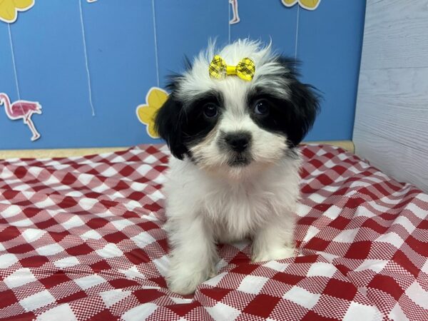 Hava Tzu DOG Female Black and White 20872 Petland Batavia, Illinois