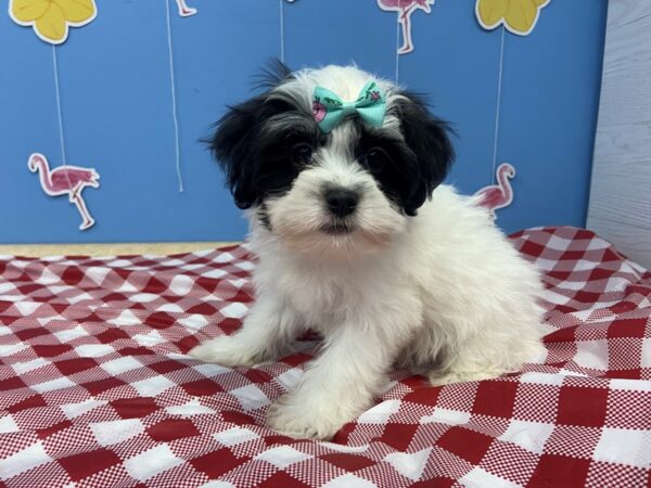 Hava Tzu DOG Female Black and White 20871 Petland Batavia, Illinois