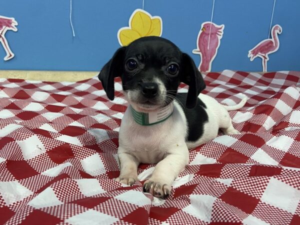 Chiweenie-DOG-Female-White / Black-21156-Petland Batavia, Illinois