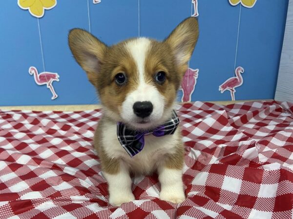 Cardigan/Pembroke Corgi-DOG-Male-Sesame-21159-Petland Batavia, Illinois