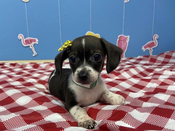 Chiweenie DOG Female White / Black 21157 Petland Batavia, Illinois