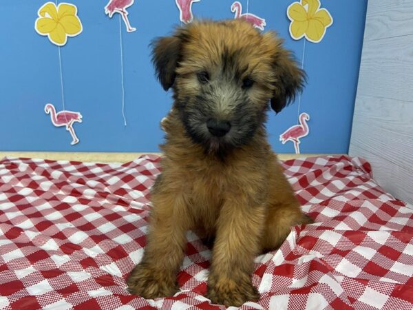 Soft Coated Wheaten Terrier-DOG-Male-Wheaten, Black Mask-20880-Petland Batavia, Illinois