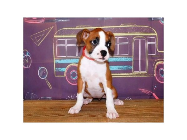 Boxer-DOG-Female-Fawn-21146-Petland Batavia, Illinois