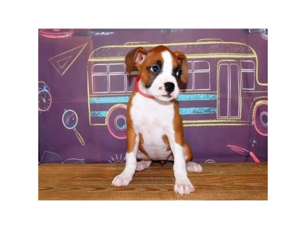 Boxer DOG Female Fawn 21146 Petland Batavia, Illinois