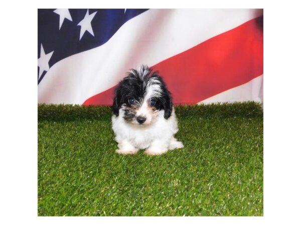 Yorkie Poo-DOG-Female-White / Black-21154-Petland Batavia, Illinois