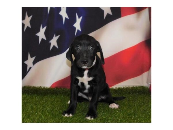 Golden Retriever/Border Collie-DOG-Male-Black-21150-Petland Batavia, Illinois