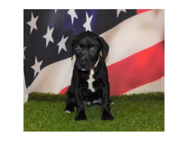 Golden Retriever/Border Collie-DOG-Male-Black-21151-Petland Batavia, Illinois