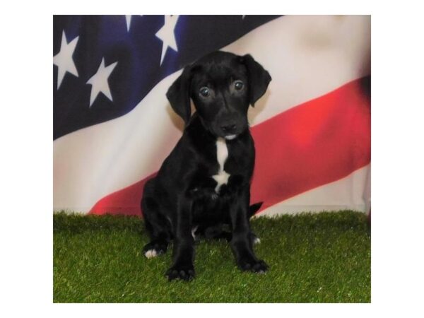 Golden Retriever/Border Collie DOG Male Black 21152 Petland Batavia, Illinois