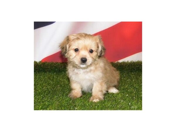 Yorkinese-DOG-Male-Fawn-21153-Petland Batavia, Illinois