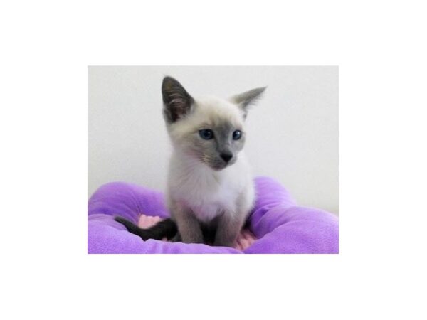 Siamese-CAT-Female-Blue Point-21147-Petland Batavia, Illinois