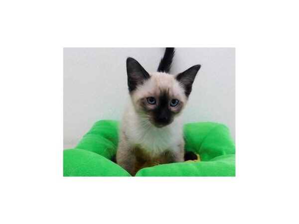 Siamese-CAT-Male-Chocolate Point-21148-Petland Batavia, Illinois