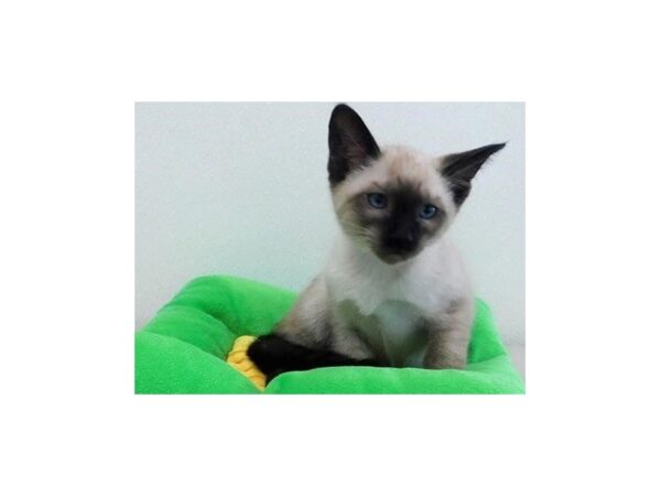 Siamese CAT Male Chocolate Point 21149 Petland Batavia, Illinois